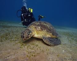 kareta obrovská - Chelonia mydas - green sea turtle 