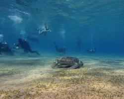 kareta obrovská - Chelonia mydas - green sea turtle 