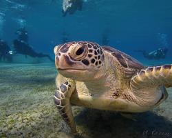 kareta obrovská - Chelonia mydas - green sea turtle 