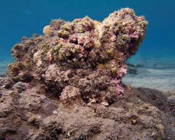 ropušnice ostrohlavá - Scorpaenopsis oxycephala - Tassled scorpionfish