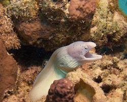 muréna šedá - Siderea grisea - Geometric moray 