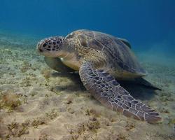 kareta obrovská - Chelonia mydas - green sea turtle 