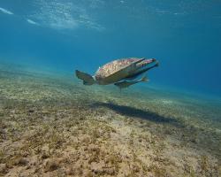 kareta obrovská - Chelonia mydas - green sea turtle 