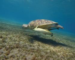 kareta obrovská - Chelonia mydas - green sea turtle 