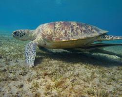 kareta obrovská - Chelonia mydas - green sea turtle 