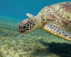 kareta obrovská - Chelonia mydas - green sea turtle 