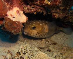 ježík žlutoskvrnný - Cyclichthys spilostylus - spotbase burrfish 