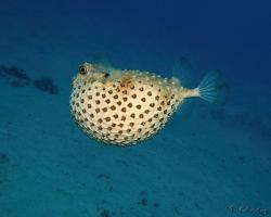 ježík žlutoskvrnný - Cyclichthys spilostylus - spotbase burrfish 