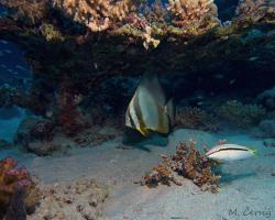 netopýrník obecný - Platax orbicularis - Orbicular batfish 