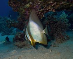 netopýrník obecný - Platax orbicularis - Orbicular batfish 