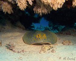 trnucha modroskvrnná - Taeniura lymma - bluespotted ribbontail ray 