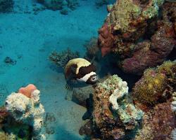 čtverzubec maskovaný - Arothron diadematus - masked puffer 