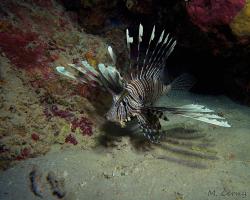 perutýn ďábelský - Pterois miles - Devil firefish 