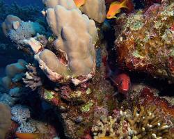 bradáč šupinoploutvý - Pseudanthias squamipinnis - Sea goldie 