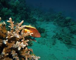 štětičkovec Forsterův - Paracirrhites forsteri - Blackside hawkfish 